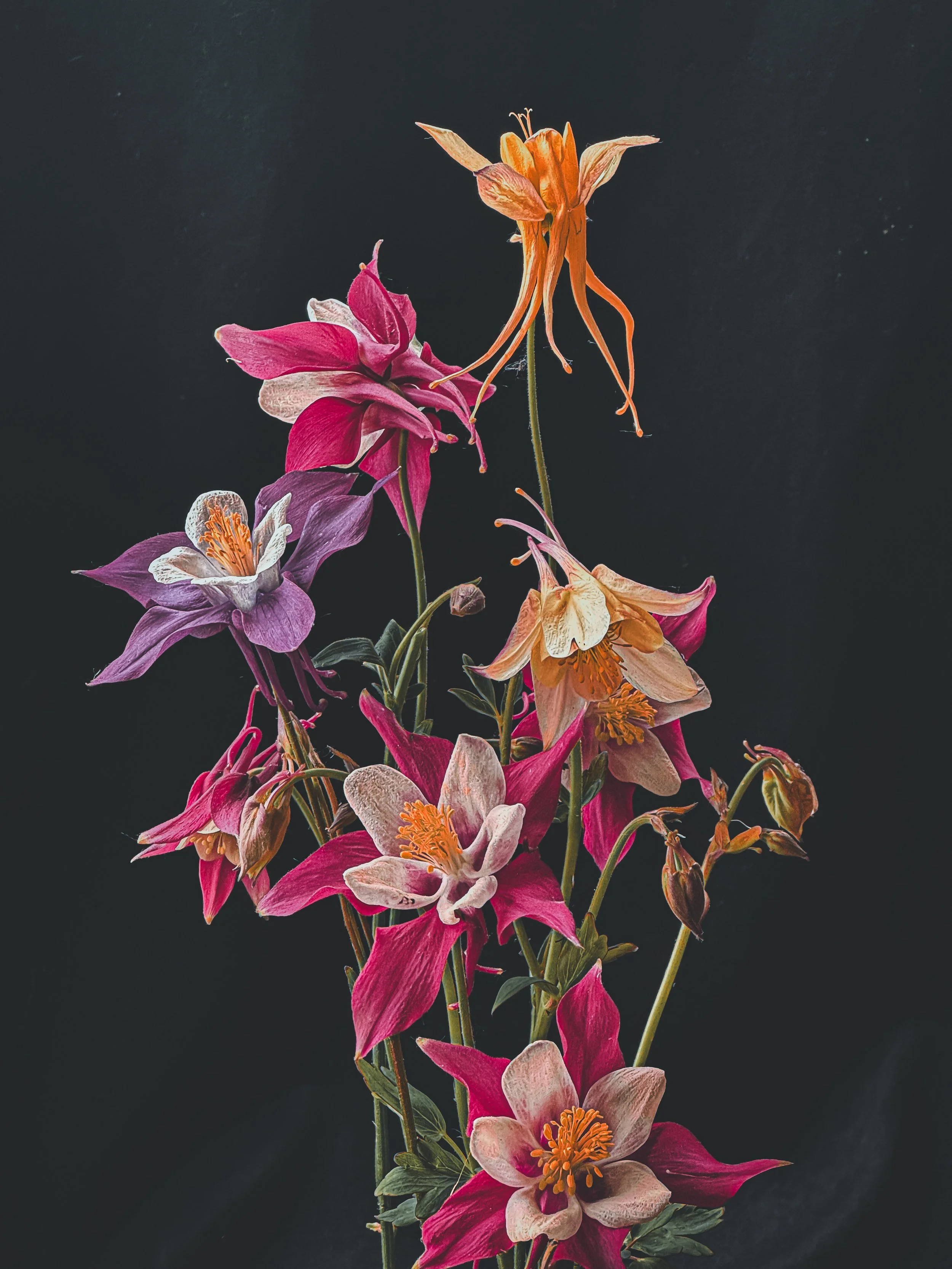 Fine Art Photography of Aquilegia against a black background.
