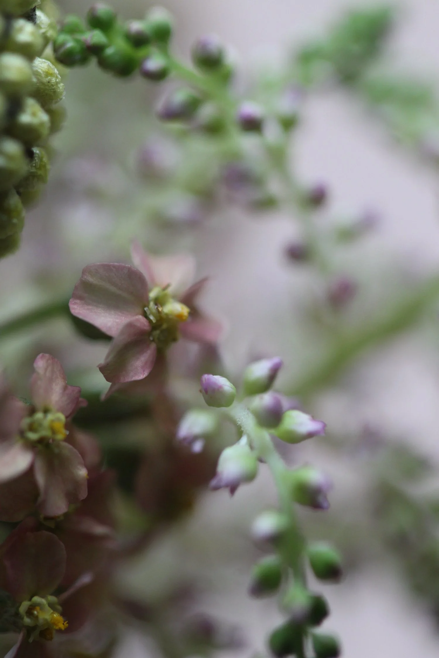 Close-up of a flowering plant with small pink and purple flowers on green stems.