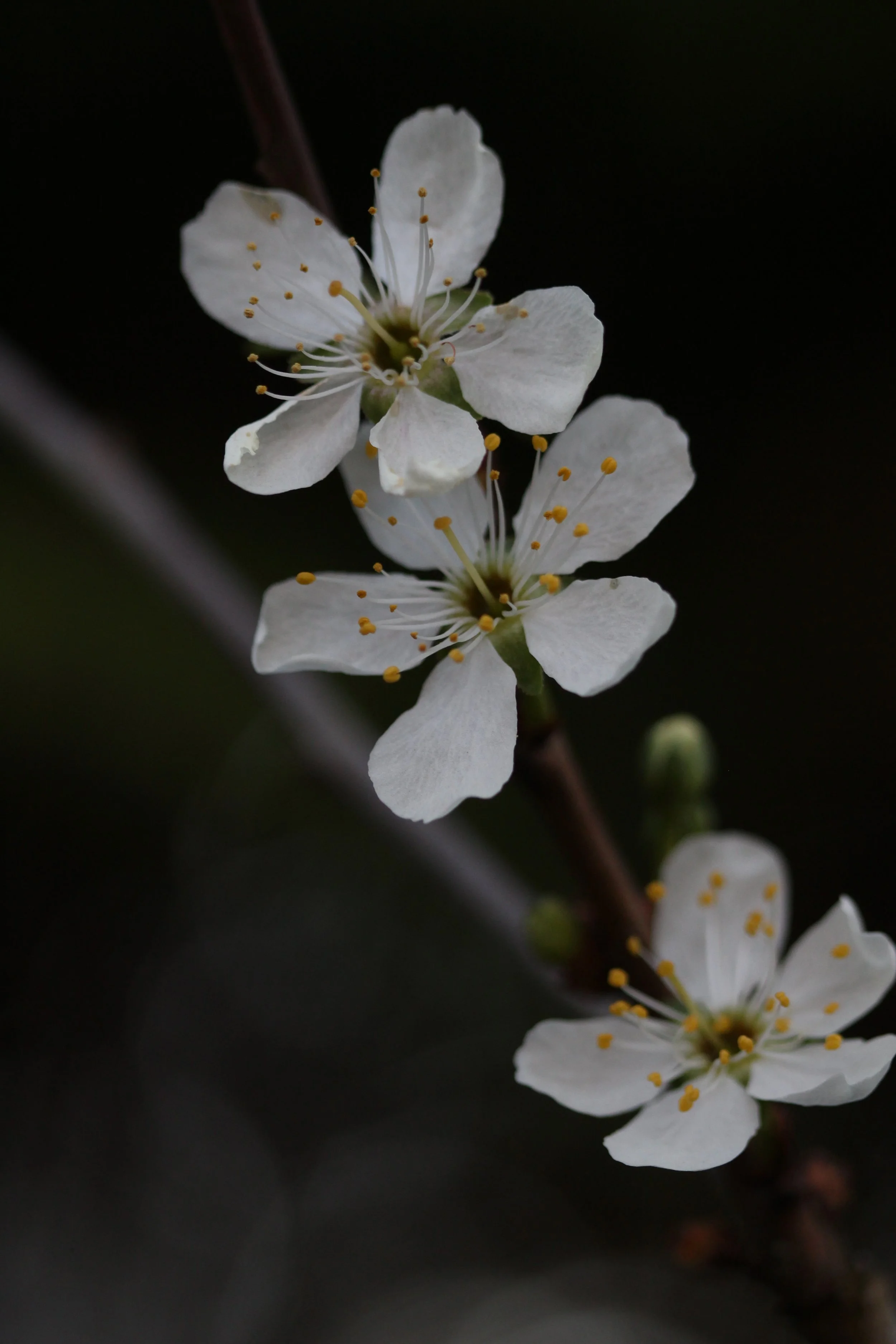 White Cherry Blossom