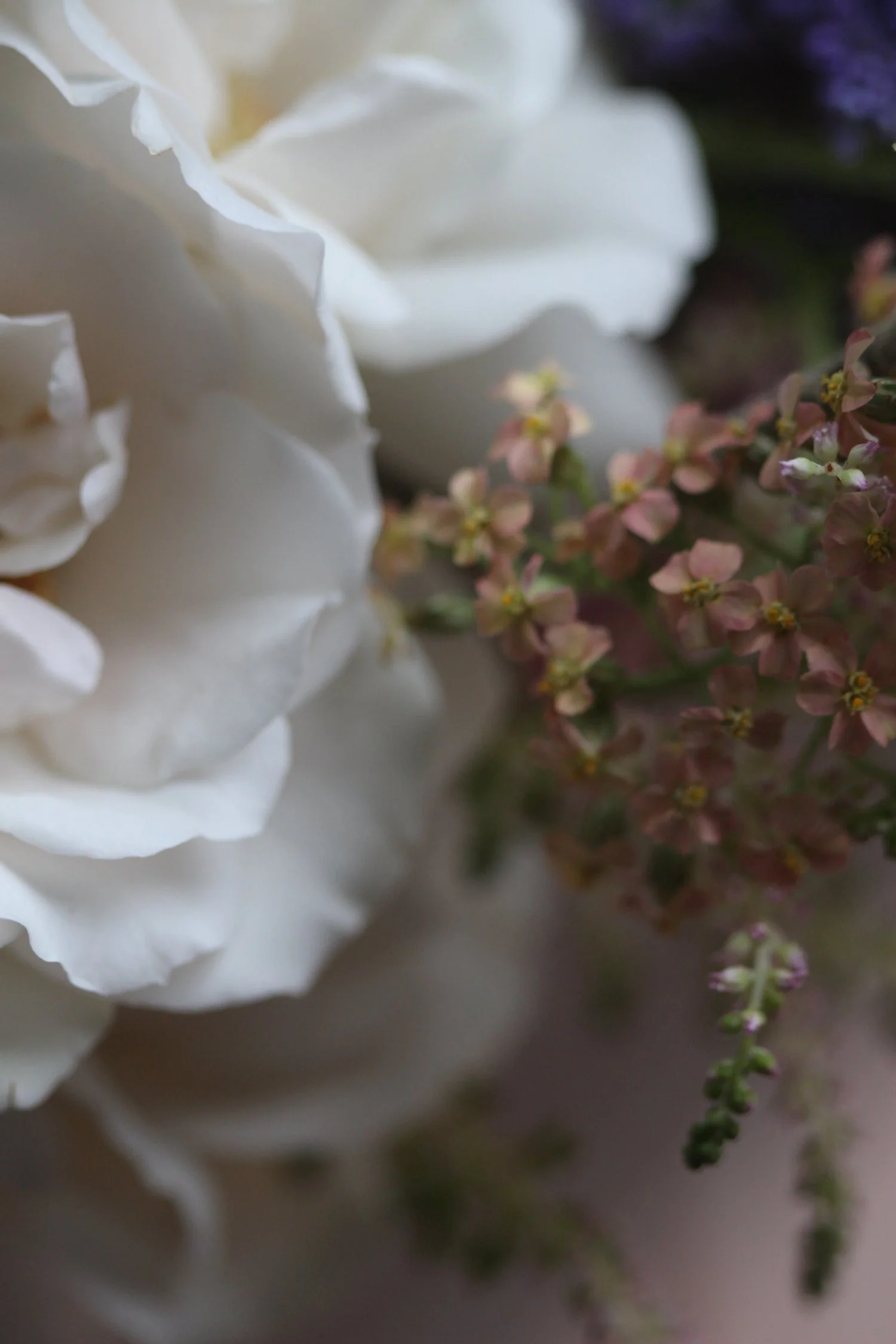 Close-up of white and pink flowers with soft focus on background