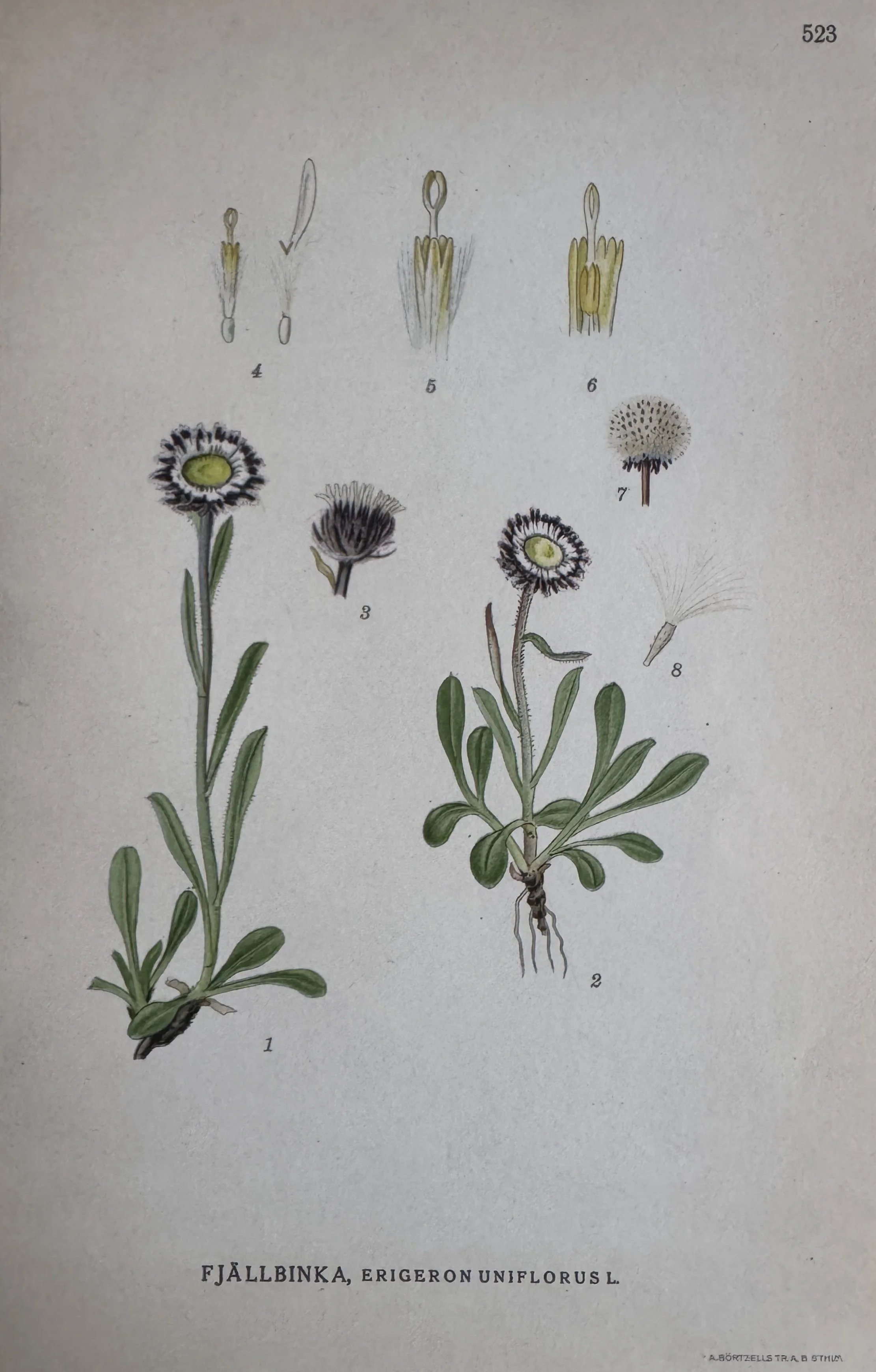 Vintage Botanical Print - Erigeron Uniflorus L.