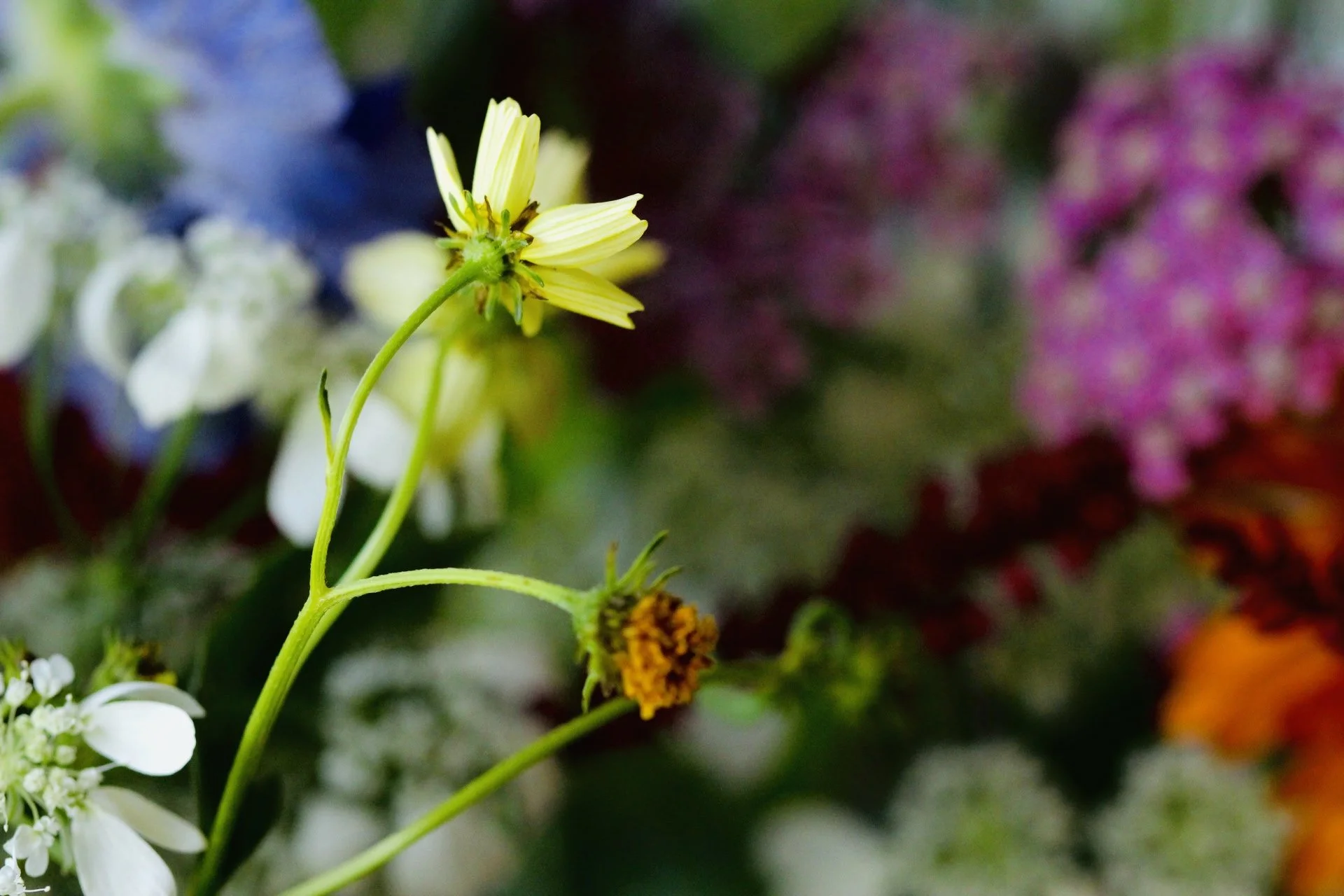 Close-up of yellow and white flowers with a blurred colorful background.