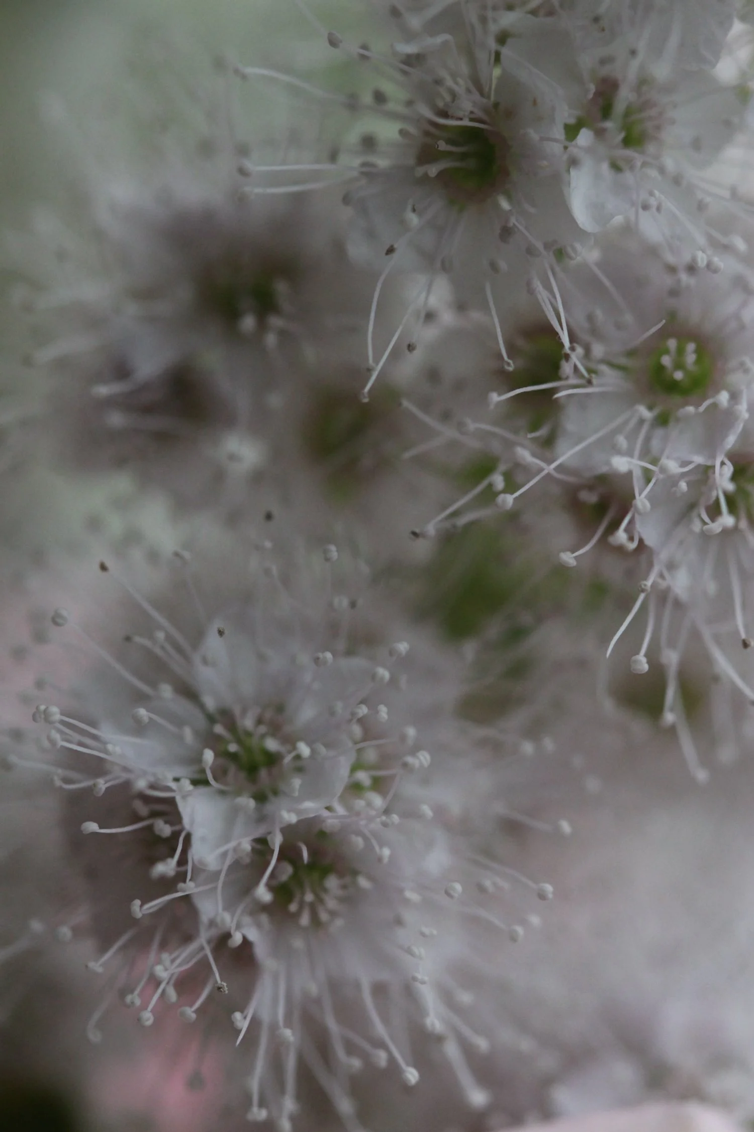 Close-up of white flowers with long stamens and small buds.