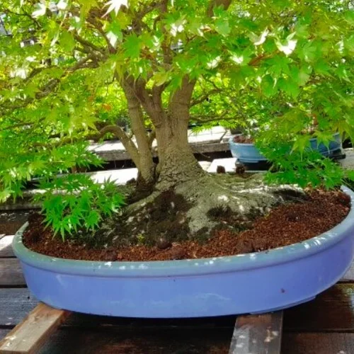 The Nebari  Central Coast Bonsai Club Inc.
