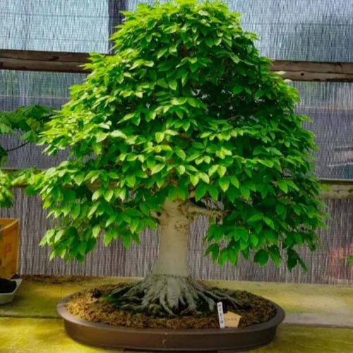 teppich aus bambus Teppich Bambus 160x230 cm Natur