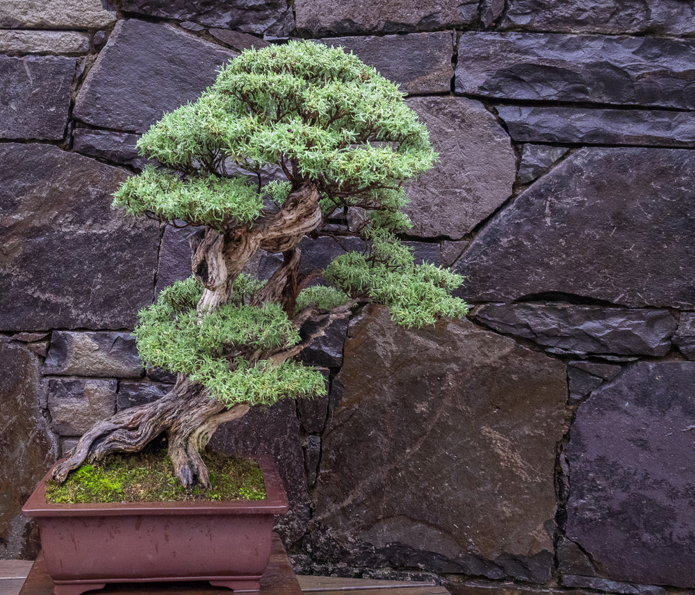 Central Coast Bonsai Club Inc