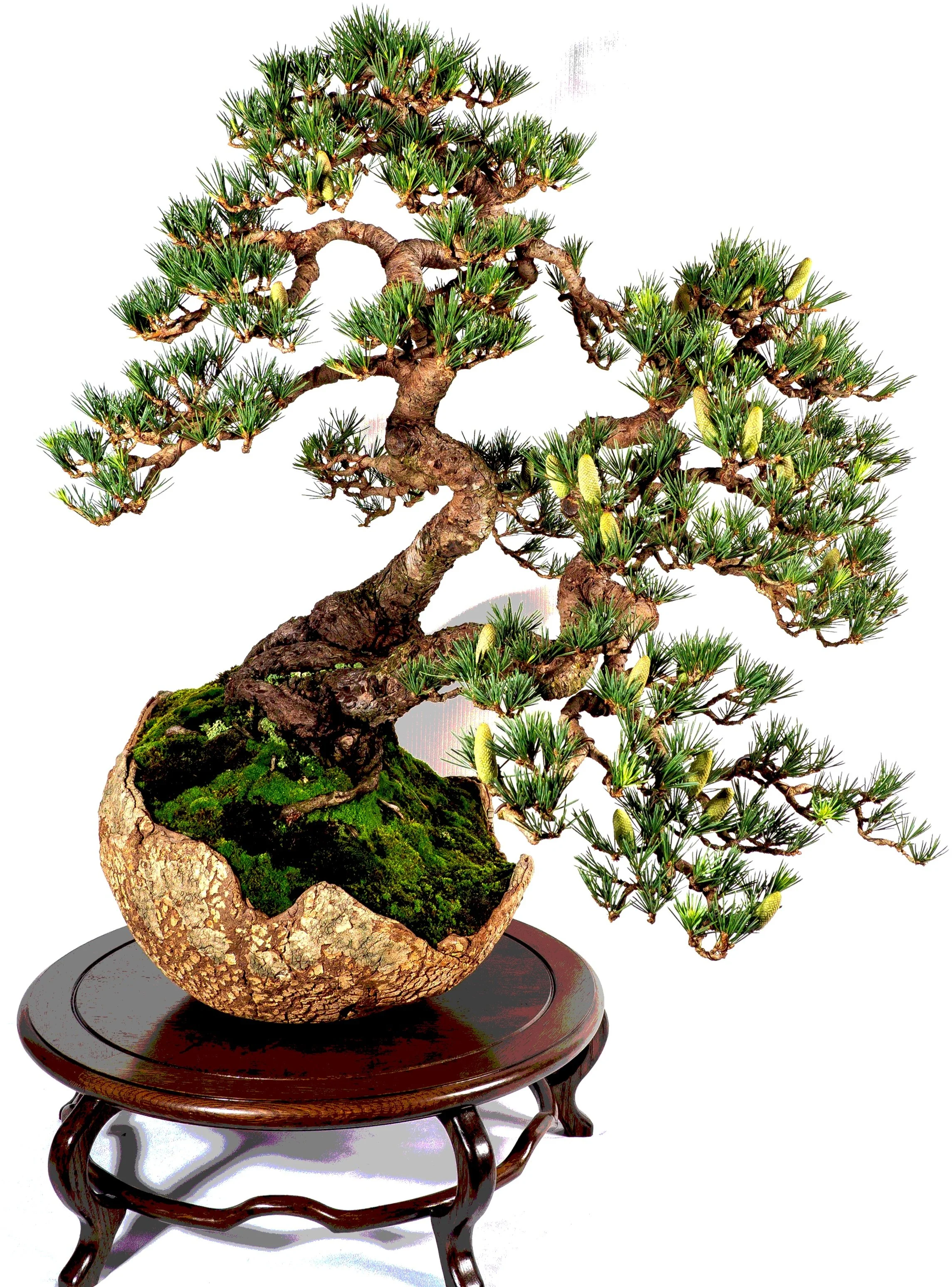 Central Coast Bonsai Club Inc