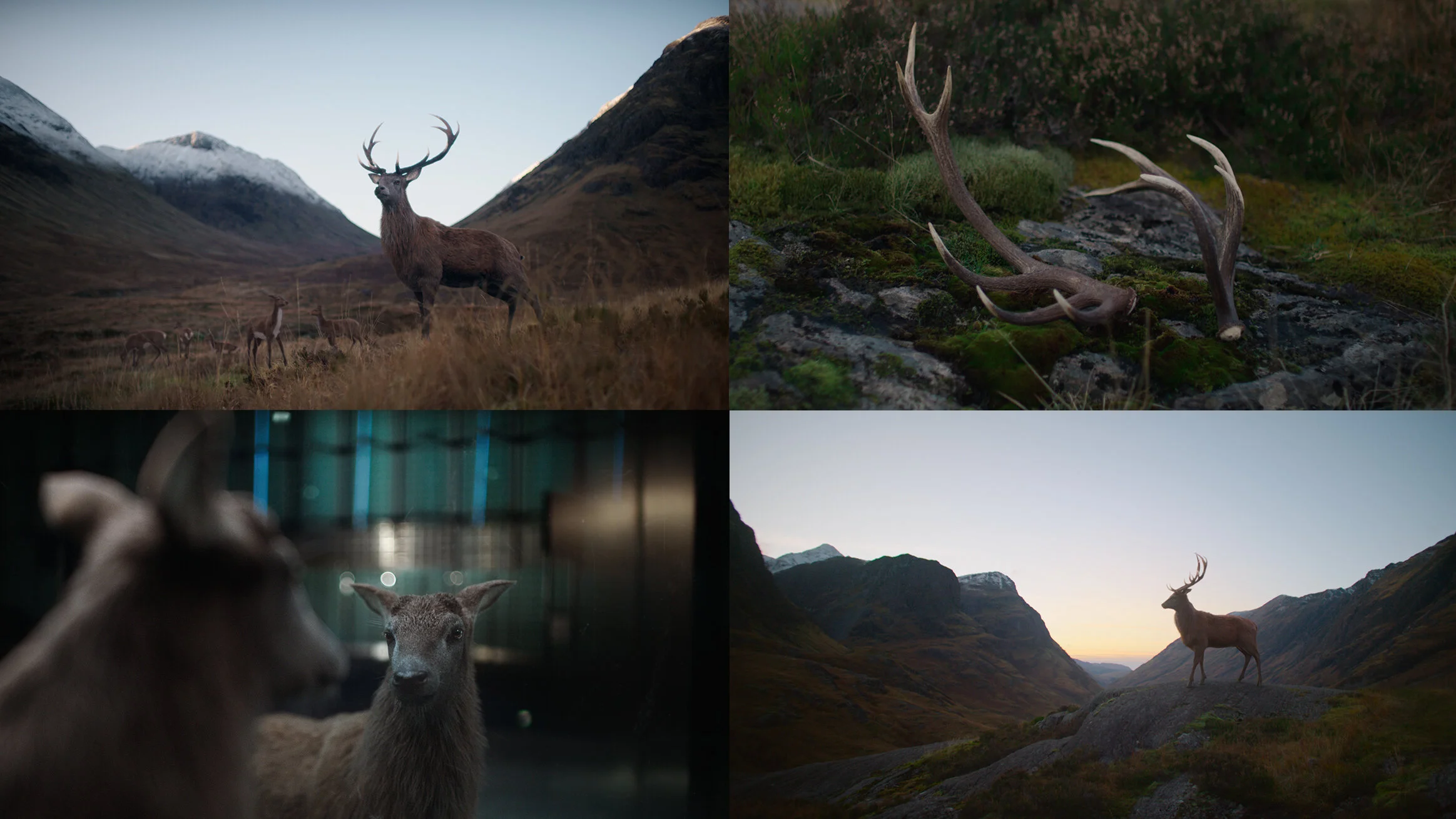  A selection of stills from the ad. 