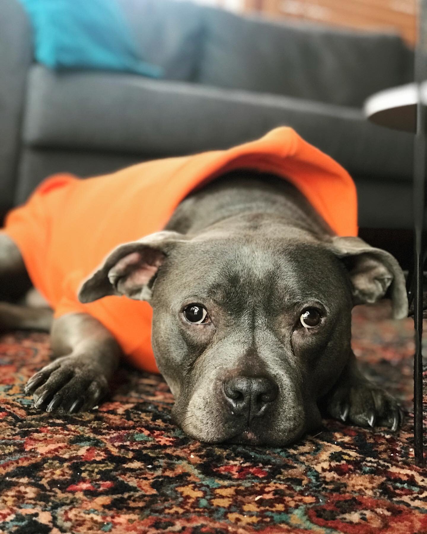 Happy National dog day! Frannie is our fav. Shown here sporting her &lsquo;I&rsquo;m not a deer&rsquo; blaze orange, a must have while in the woods during hunting season. 
.
.
.
.
.
.
.
.
.
.
.
.
.
.
.
.
.
#birdnestcabin #cabinlove #cabinlife #wiscon