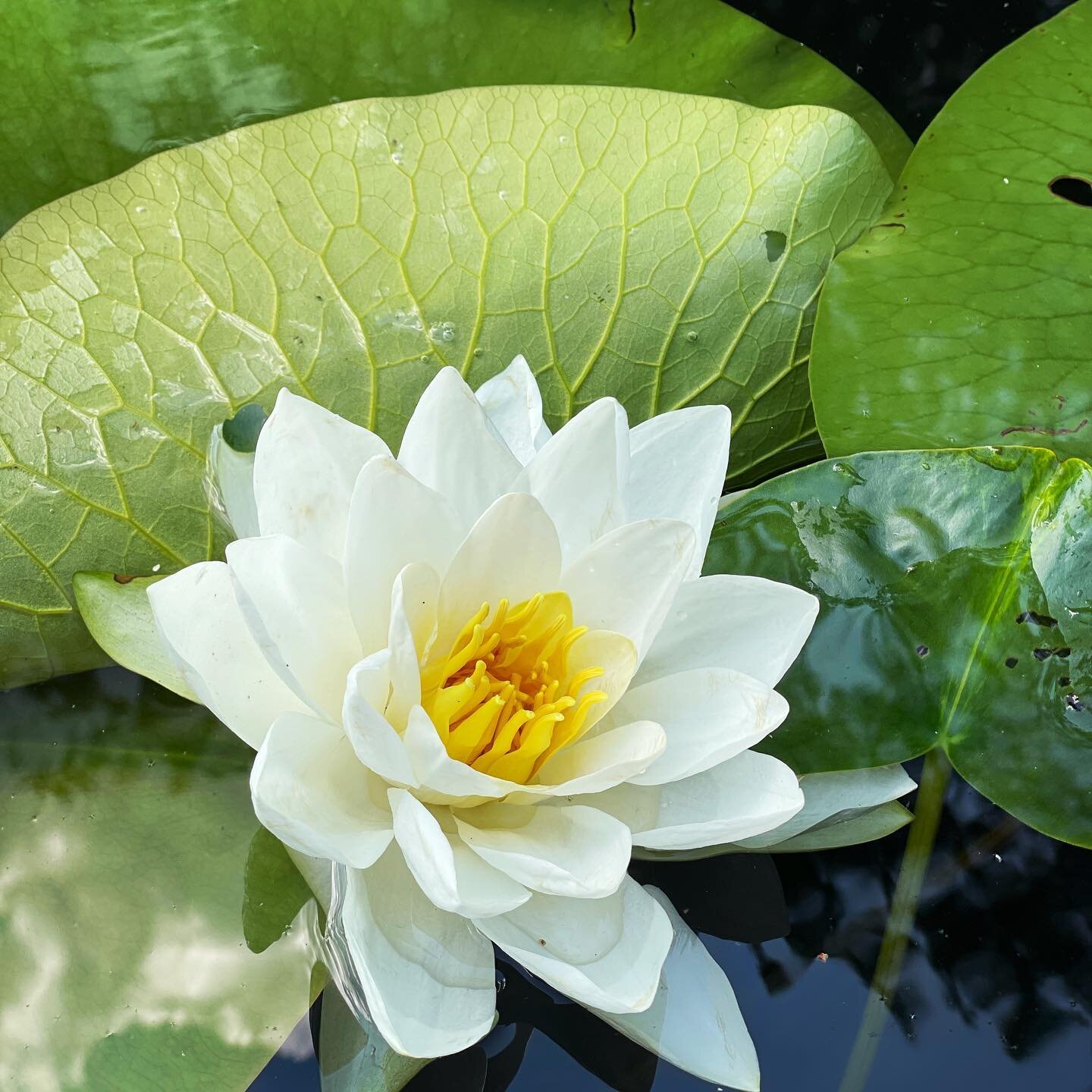 Perfectly peaceful paddle through the lily pads. Say that five times fast 😅 
.
.
.
.
.
.
.
.
#birdnestcabin #cabinlove #cabinlife #wisconsin #northwestwisconsin #lilypads #paddlenorth #paddlelove #lakelife