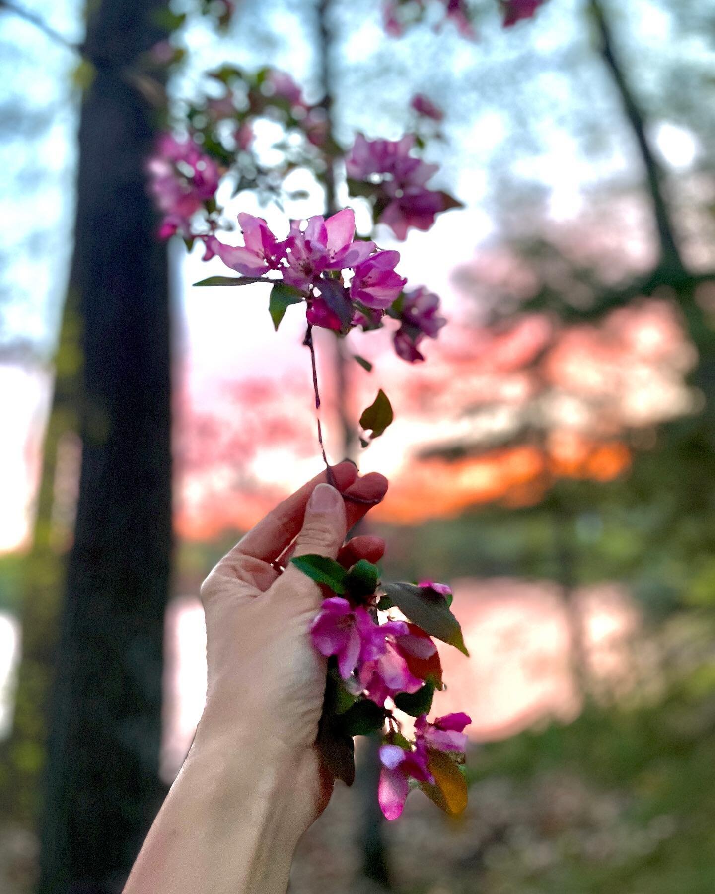 Lucky us, we were able to see the crab apple trees bloom this weekend at the cabin. Much later than last year, but just as magical. 
.
.
.
.
.
.
.
.
.
.
.
.
.
.
.
.
.
.
#birdnestcabin #cabinlove #cabinlife #wisconsin #northwestwisconsin #sunset #lake