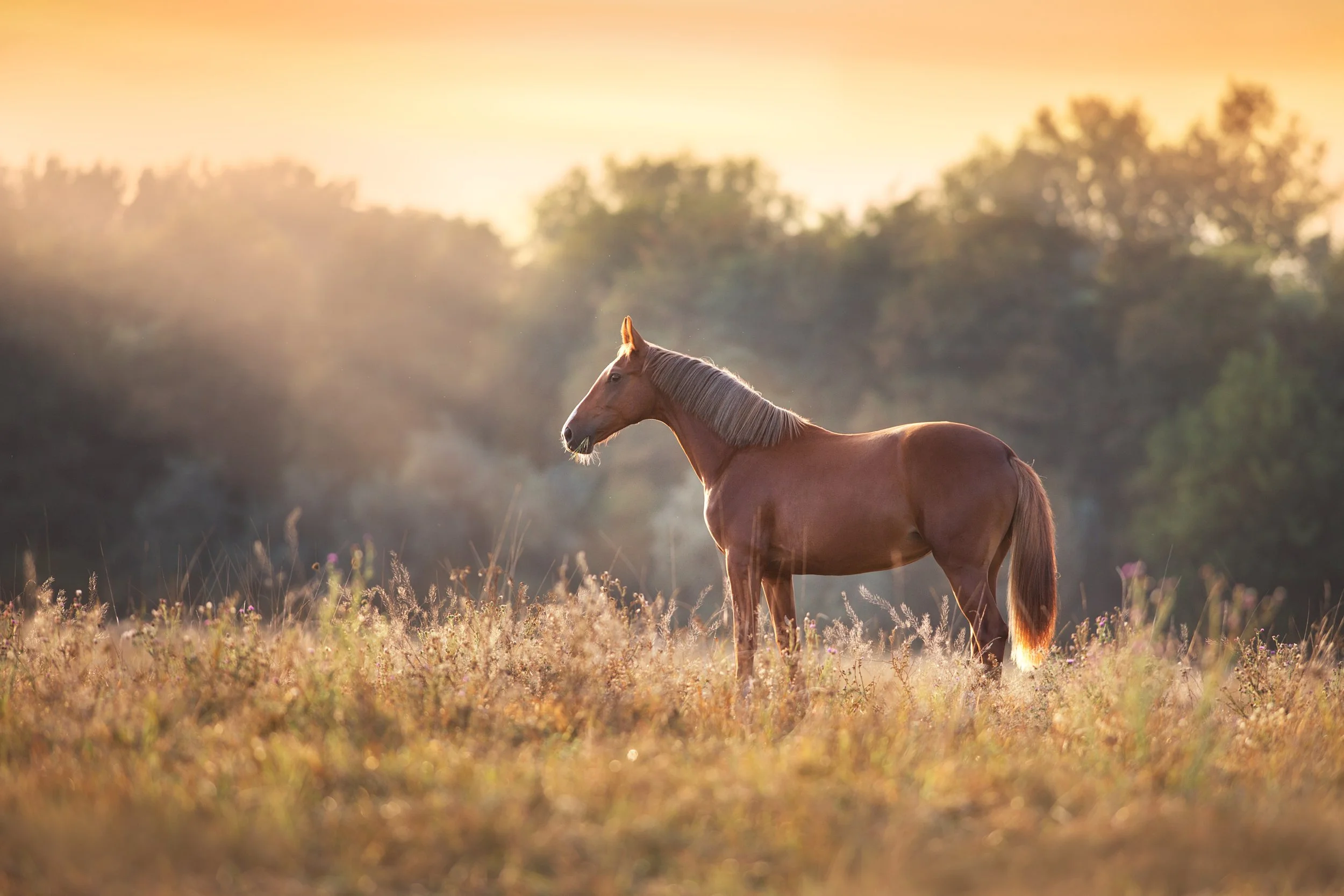 Millfield Horses.jpeg