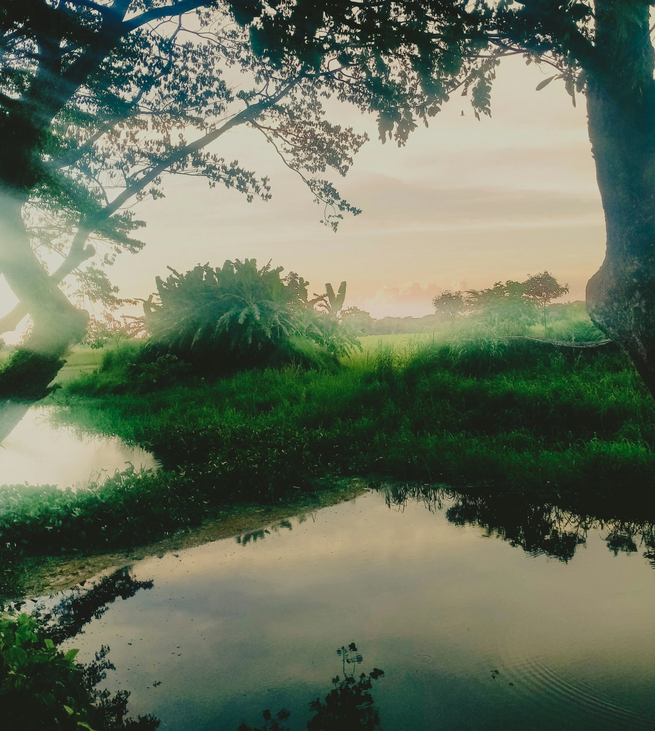 Tropical pond surrounded by lush greenery and large trees at sunset