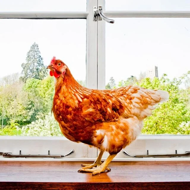a fowl affair...
_
#finishedjob 
#alldone
#interiordesign