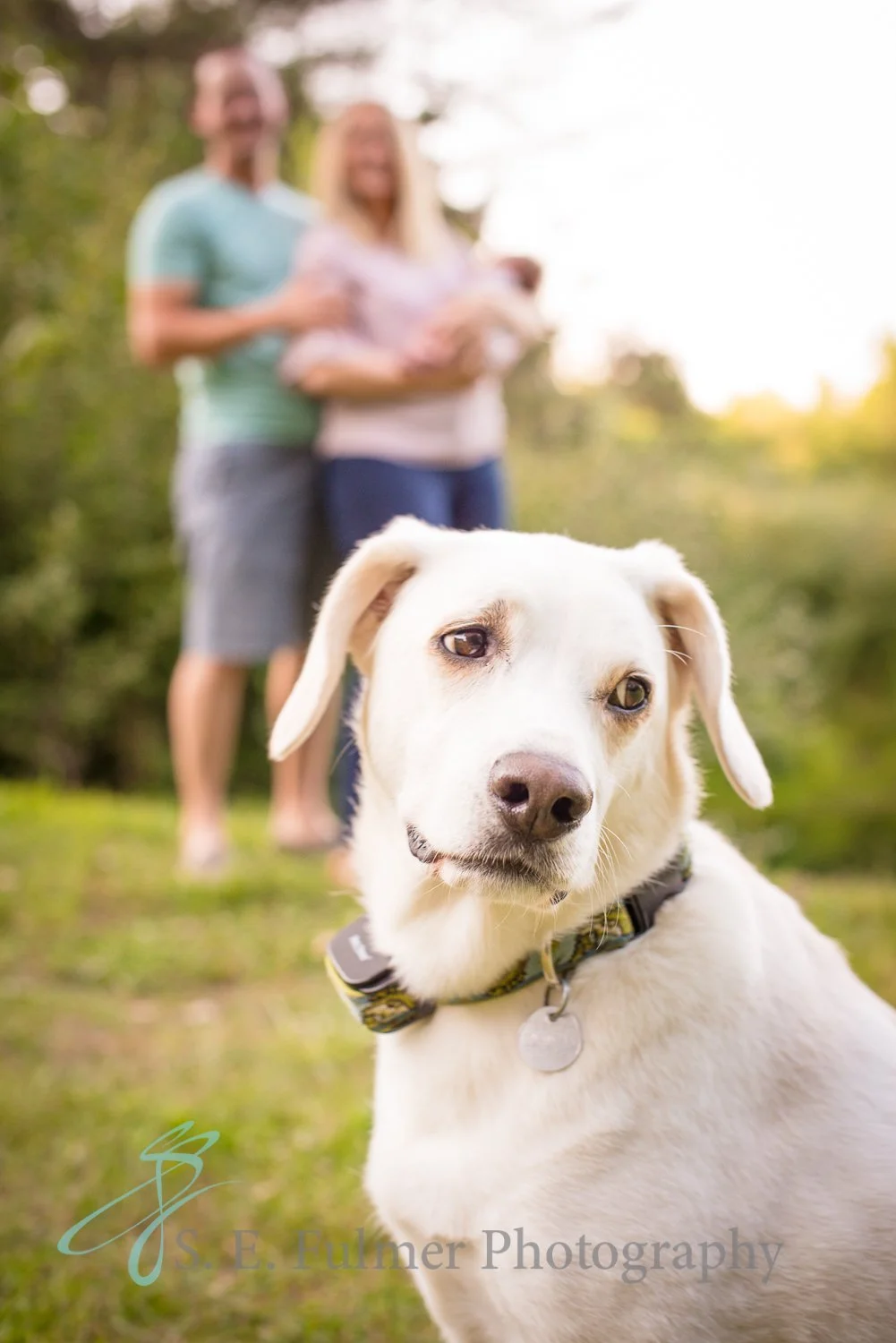 Family and Pet photography, Goodrich , MI