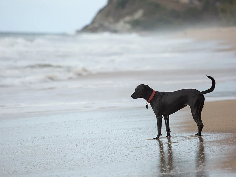 Dog-photography-boulder-evie-photography-101.JPG