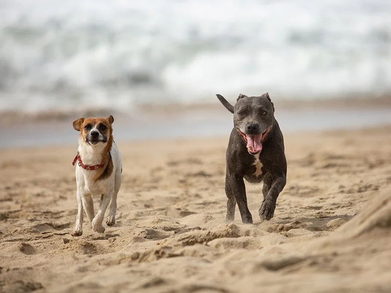 Dog-photography-boulder-evie-photography-104A.JPG