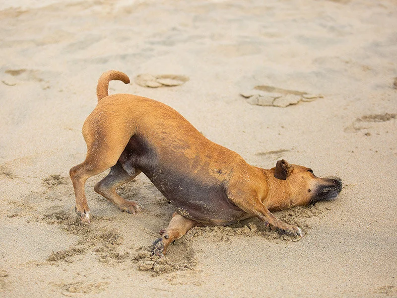 Dog-photography-boulder-evie-photography-104.jpg
