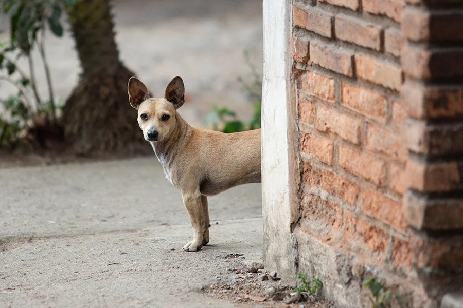 Dog-photography-boulder-evie-photography-109.jpg