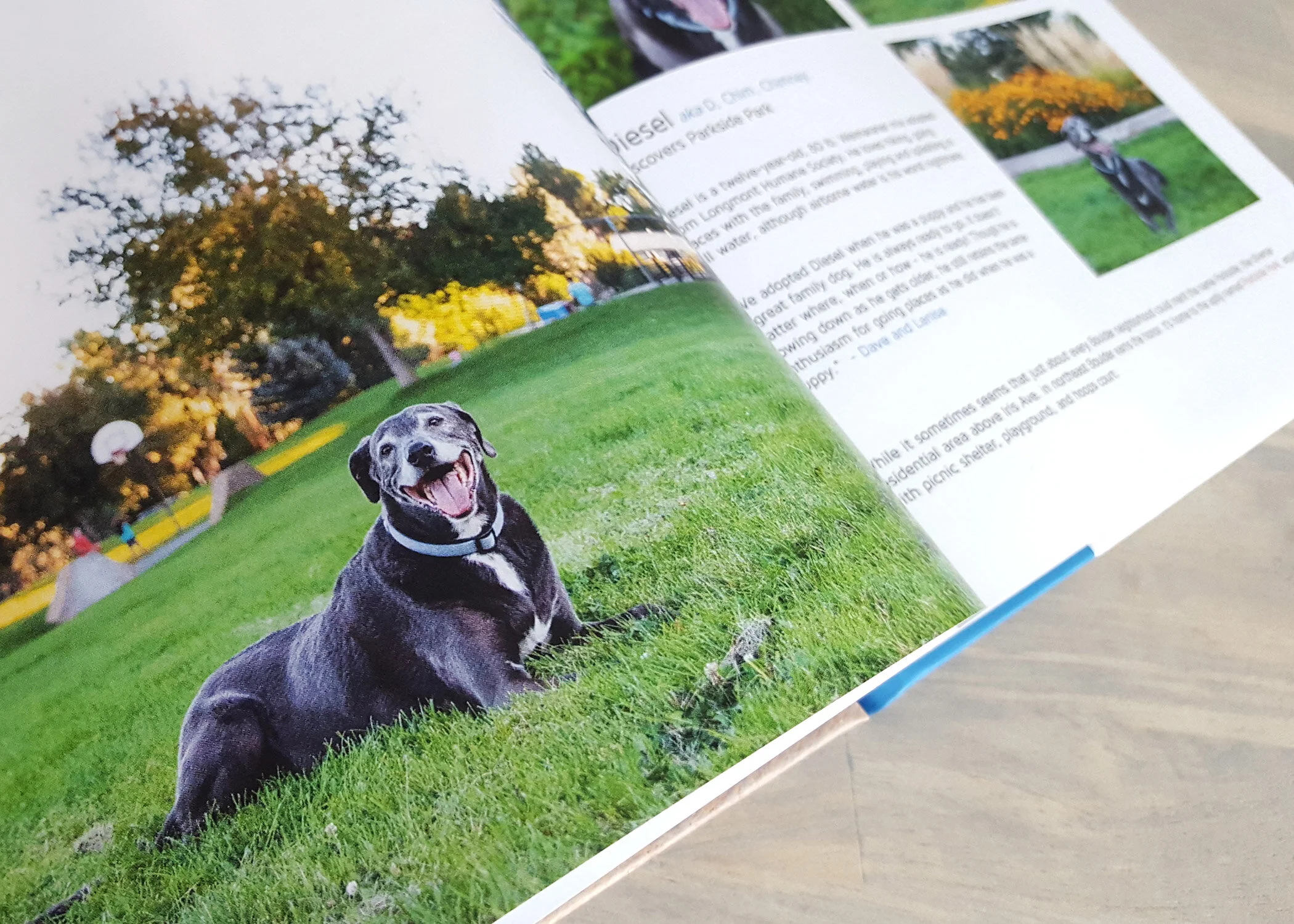 Diesel, in our book, Boulder Dog Tails.