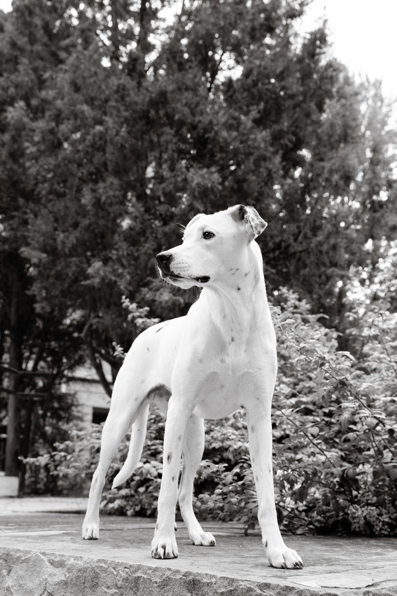 boulder-dog-photographer-evie-photography-varsity-lake-1045.JPG