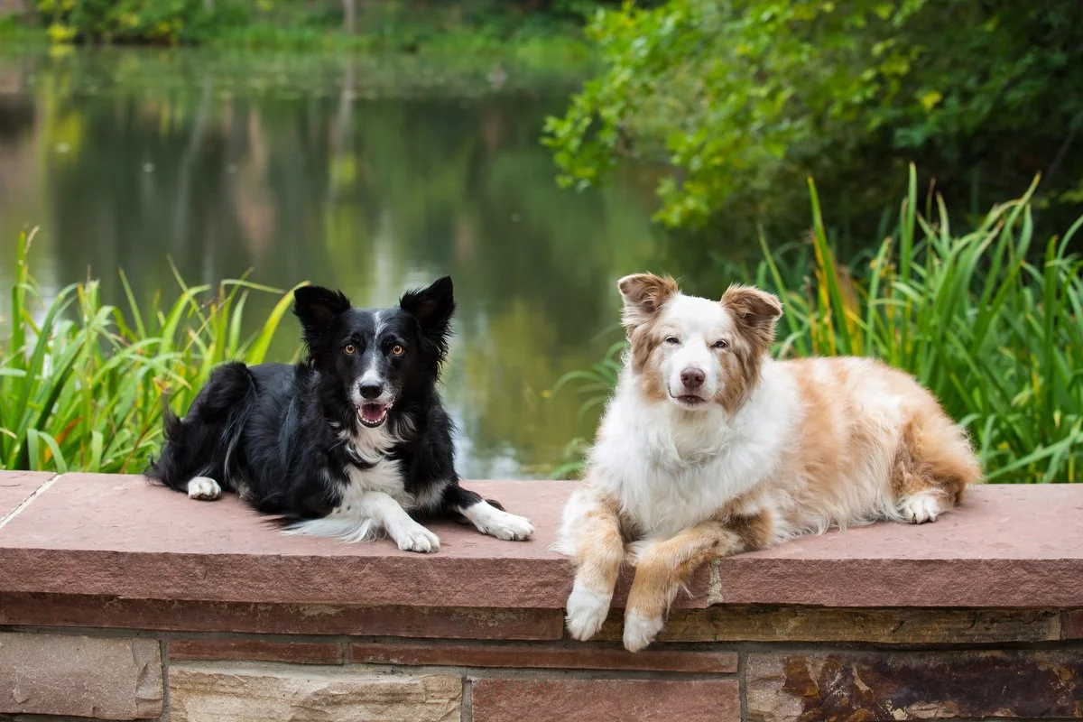 boulder-dog-photographer-evie-photography-varsity-lake-1044.JPG