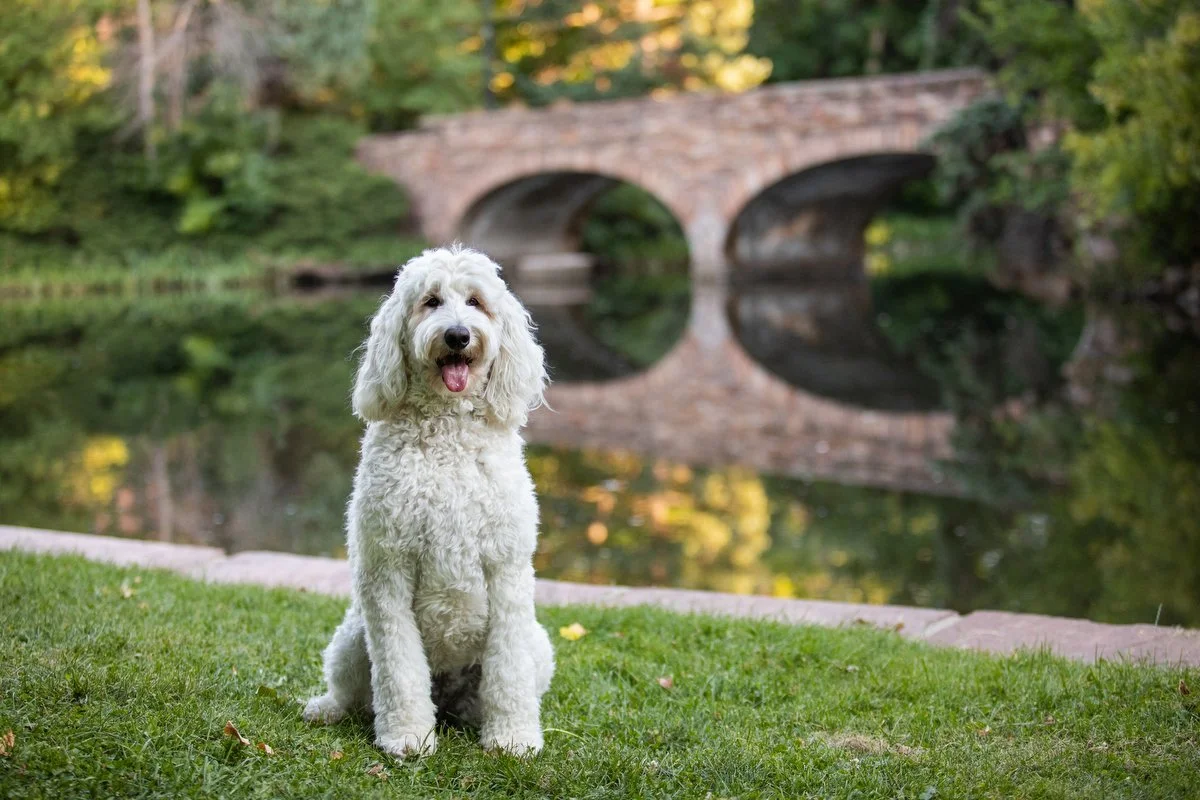 boulder-dog-photographer-evie-photography-varsity-lake-1046.JPG
