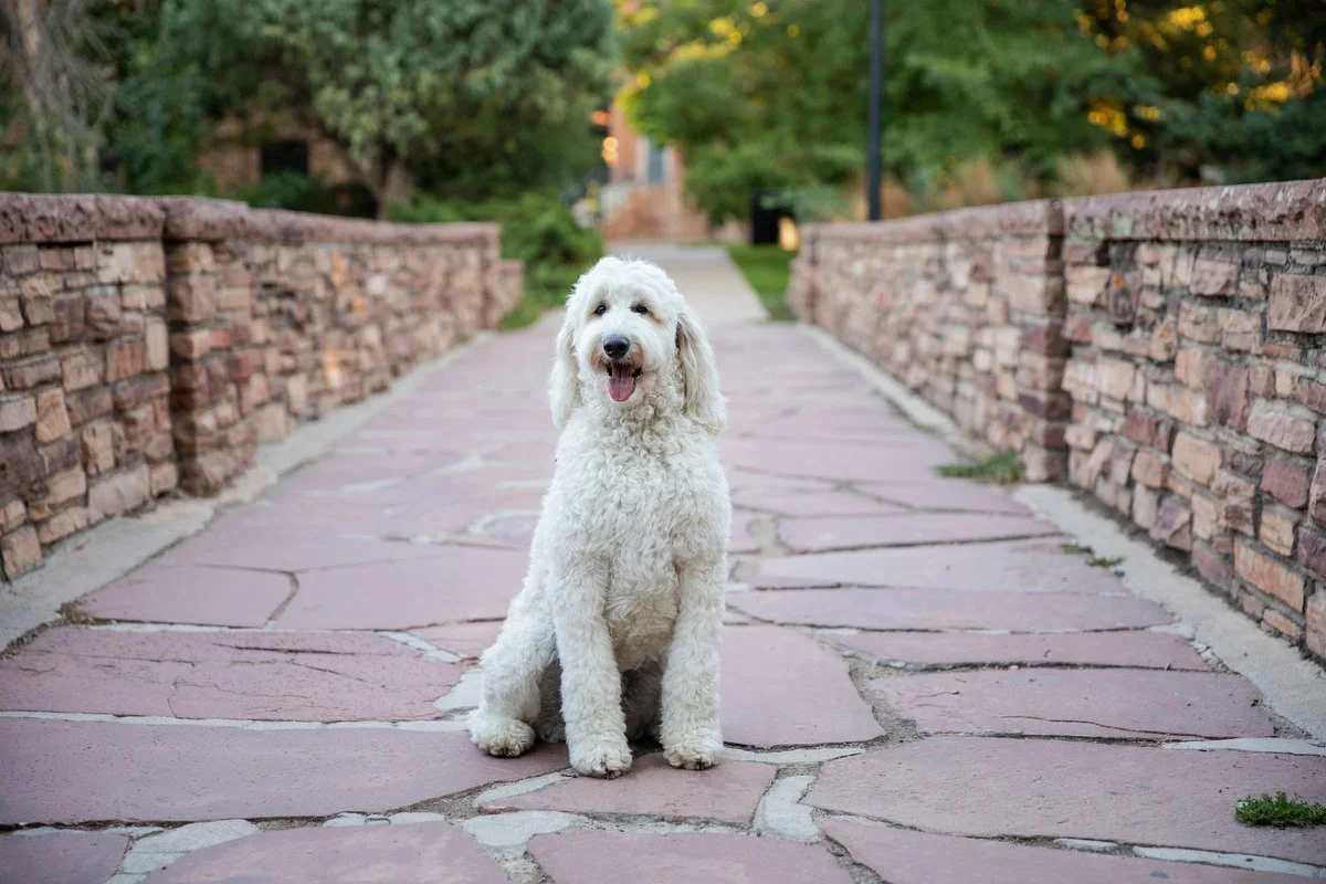 boulder-dog-photographer-evie-photography-varsity-lake-1047.JPG