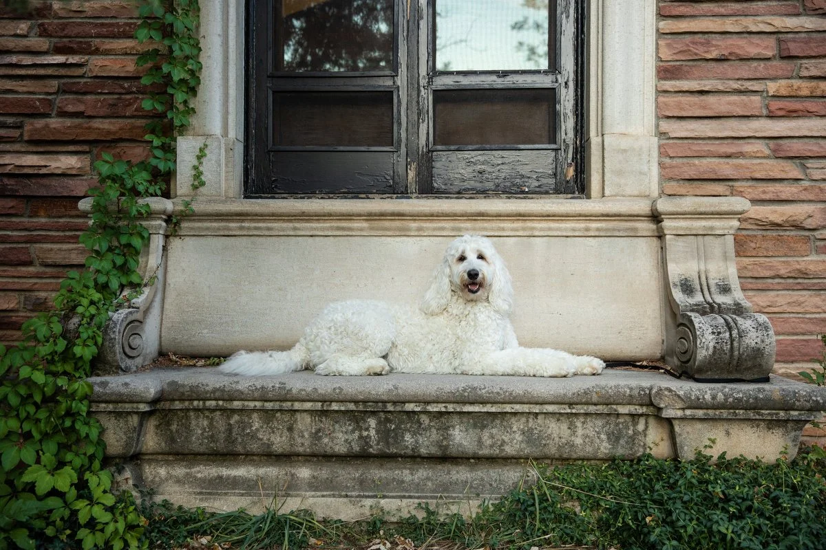boulder-dog-photographer-evie-photography-varsity-lake-1048.JPG