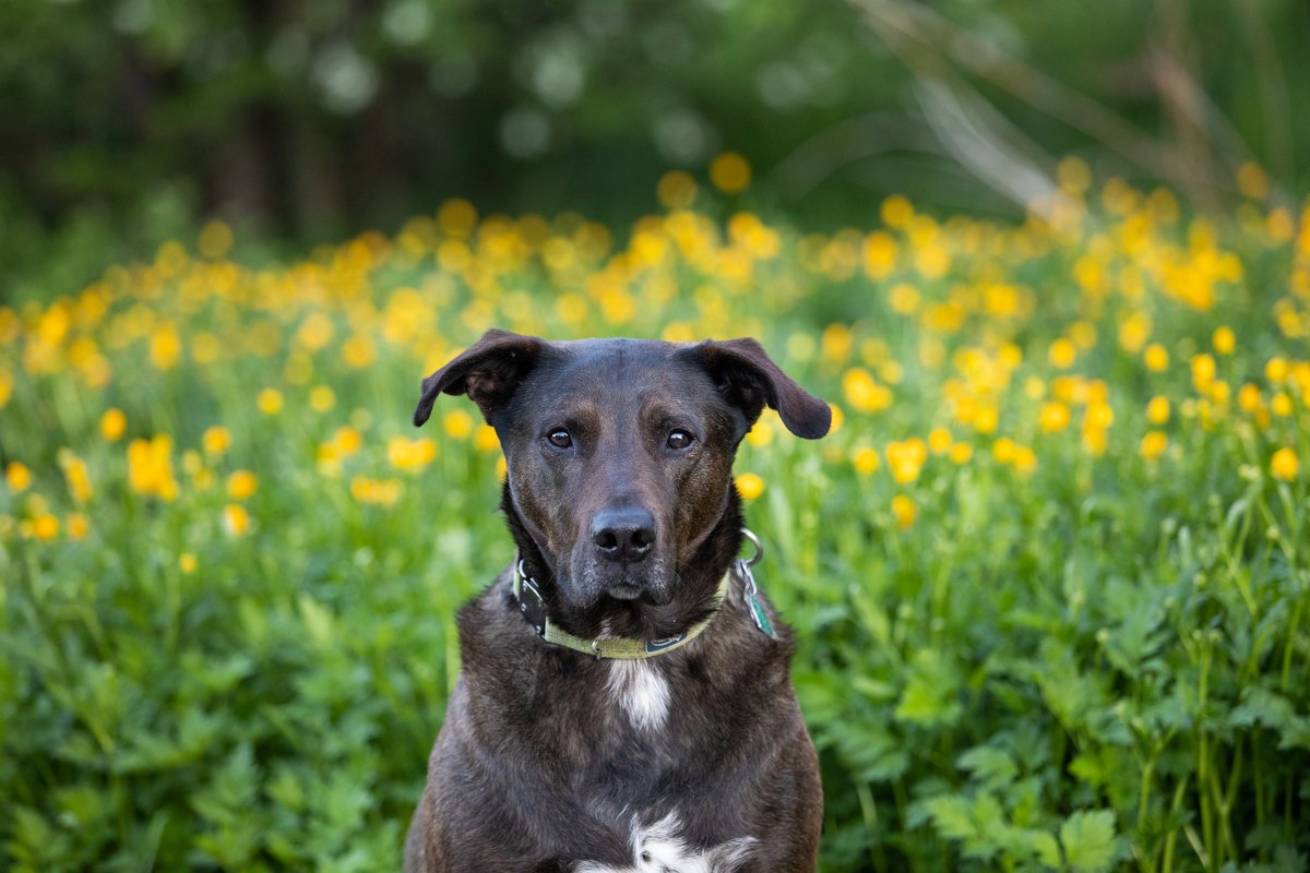 boulder-dog-photographer-evie-photography-varsity-lake-1049.JPG