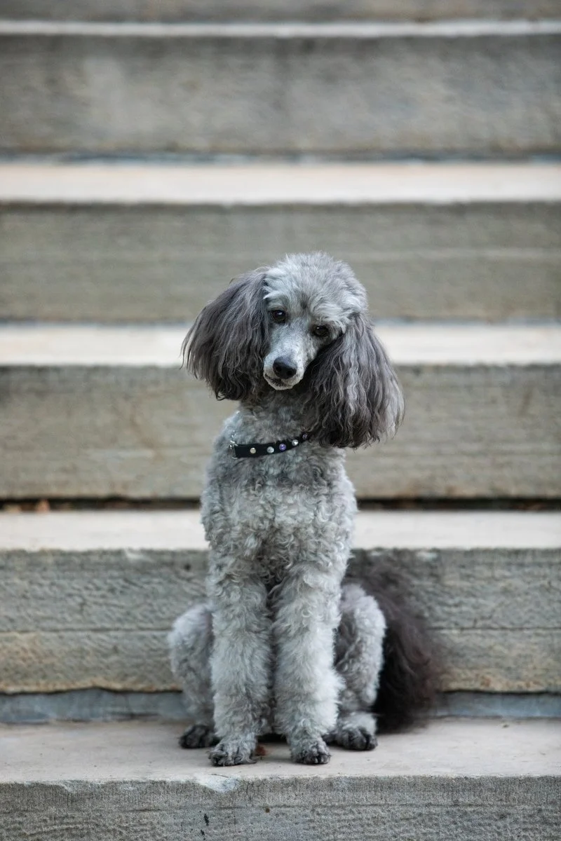 boulder-dog-photographer-evie-photography-varsity-lake-1050.JPG
