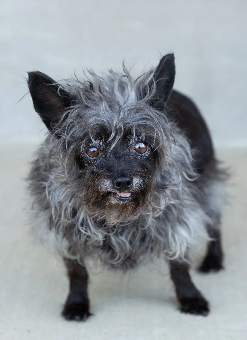 boulder-longmont-pet-photographer-evie-photography-Bernice-303.jpg