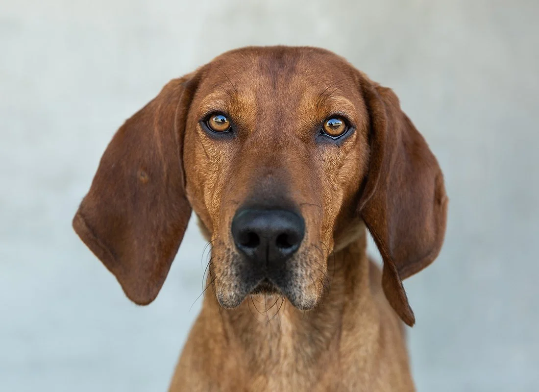 boulder-longmont-pet-photographer-evie-photography-Copper-225.jpg
