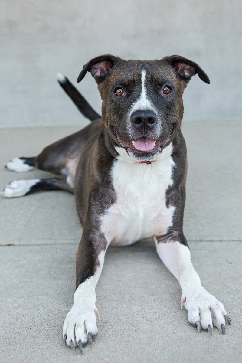 boulder-longmont-pet-photographer-evie-photography-George-635.jpg