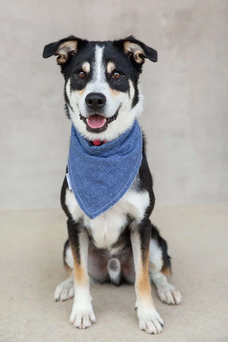 boulder-longmont-pet-photographer-evie-photography-Hercules-1115.jpg