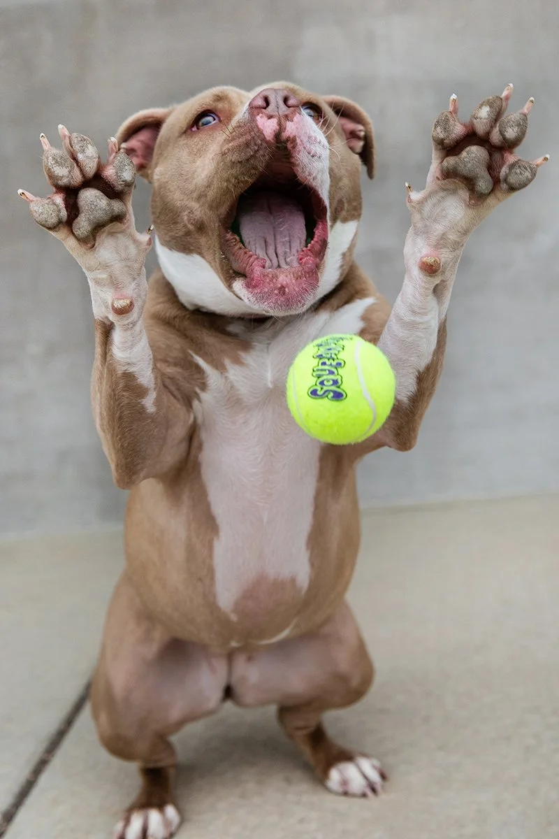 boulder-longmont-pet-photographer-evie-photography-Kala-1290.jpg