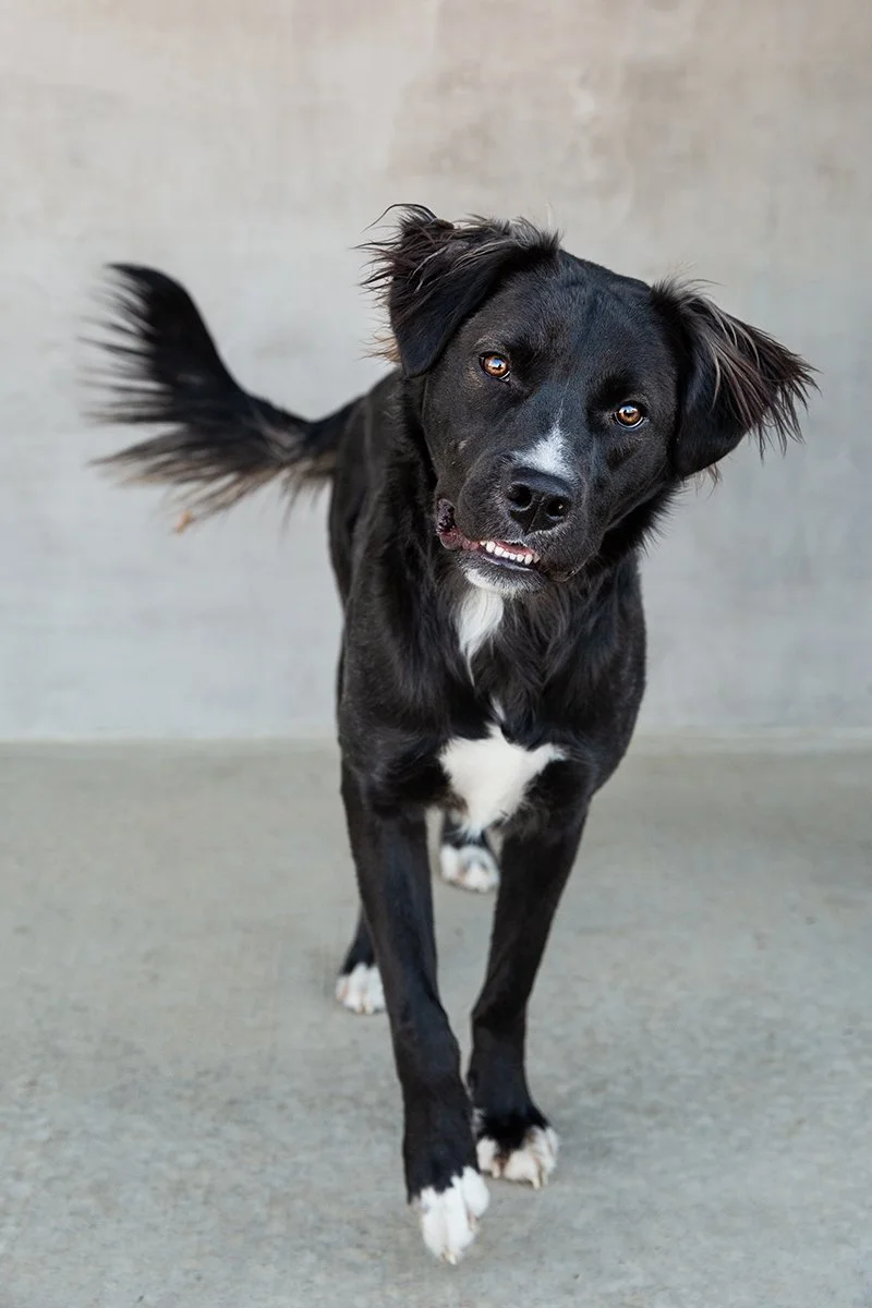 boulder-longmont-pet-photographer-evie-photography-Loki-321.jpg