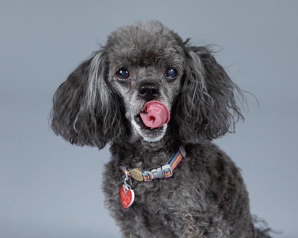 boulder-dog-photographer-evie-photography-1248.jpg