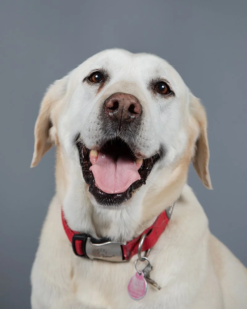 boulder-dog-photographer-evie-photography-1277.jpg