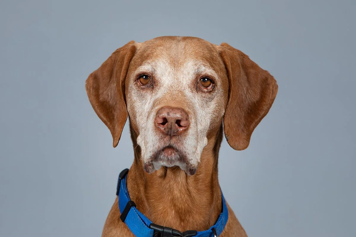 boulder-dog-photographer-evie-photography-1433.jpg