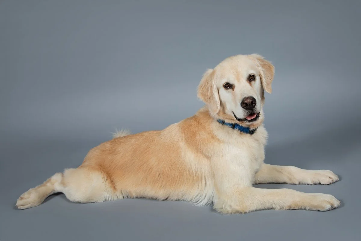 boulder-dog-photographer-evie-photography-1458x.jpg