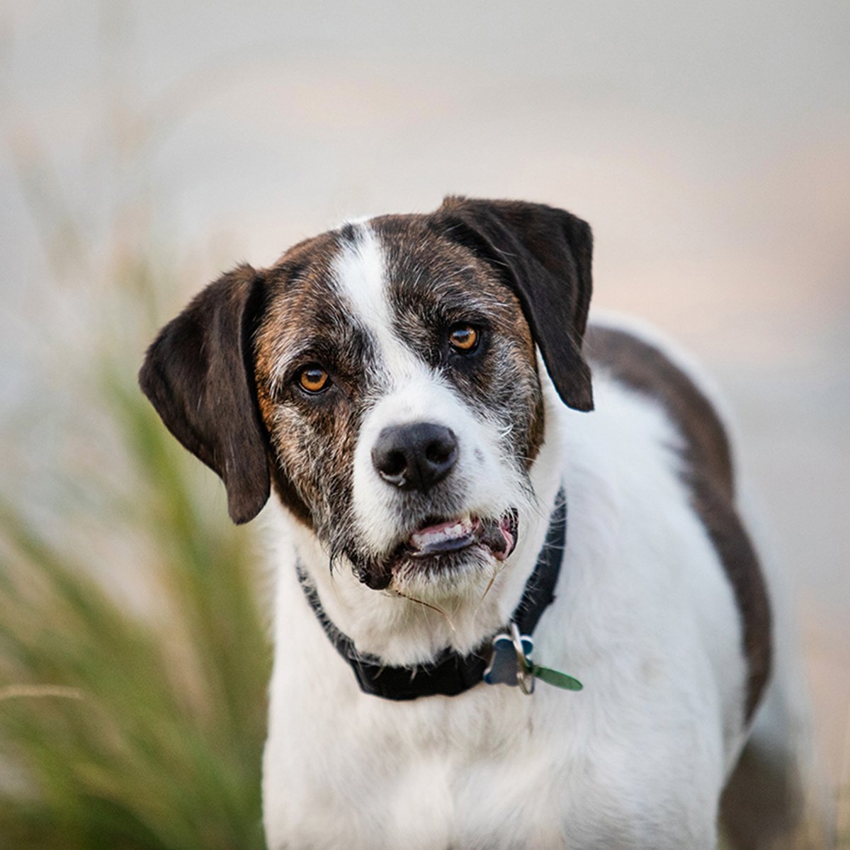 boulder-denver-dog-photographer-evie-photography-1066x-2.jpg