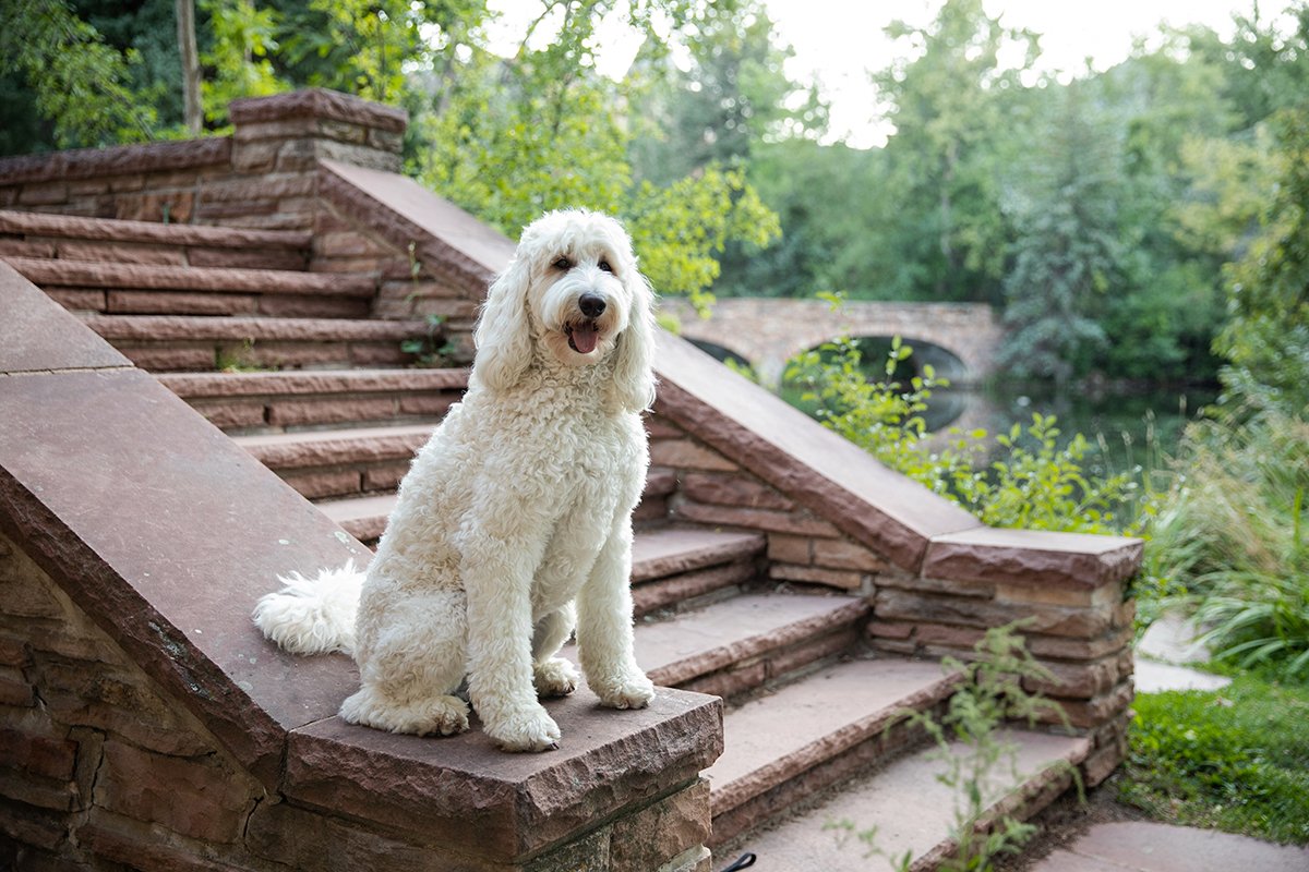 boulder-pet-family-photographer-evie-photography-1138.jpg