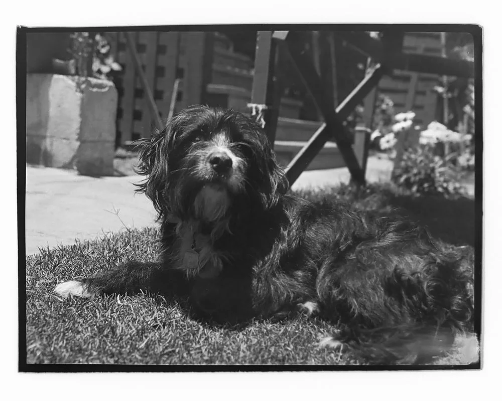 Dog Named Captain Harvey - 1931
