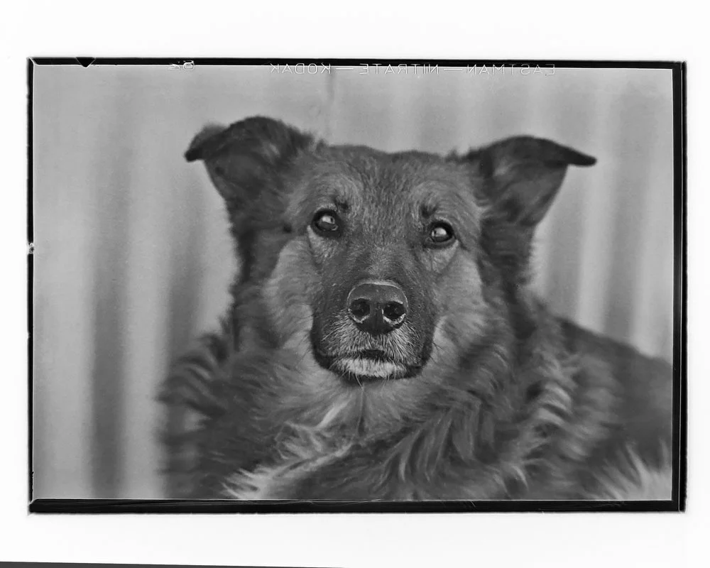 Dog Named Budweiser ~ 1933