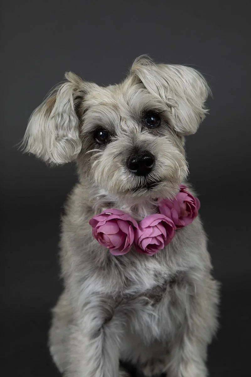 boulder-pet-photographer-evie-photography-louie-2.jpg