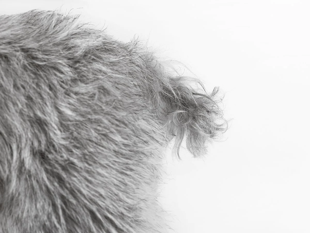 boulder-pet-photographer-evie-photography-louie-9.jpg