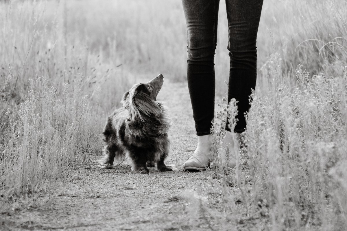 boulder-pet-photographer-evie-photography--164.JPG