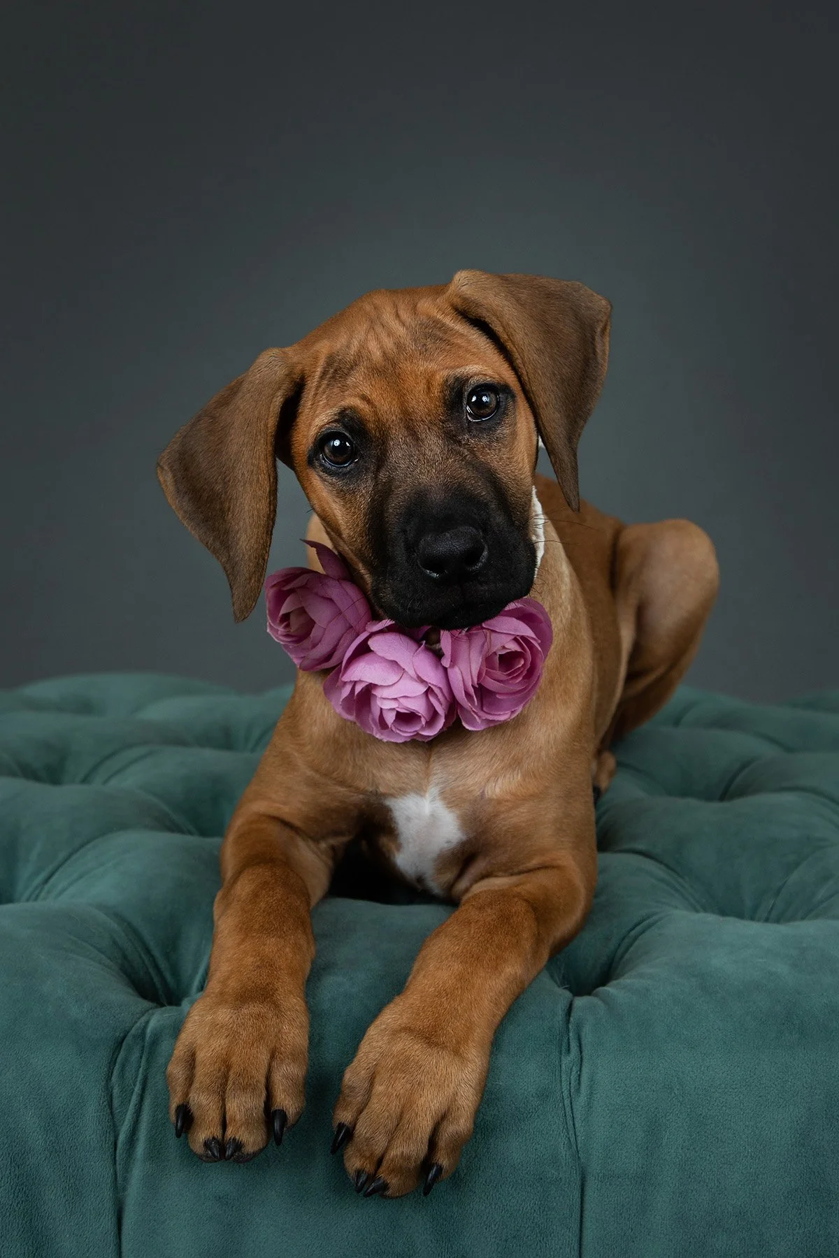 Puppy Photos to Make Your Day