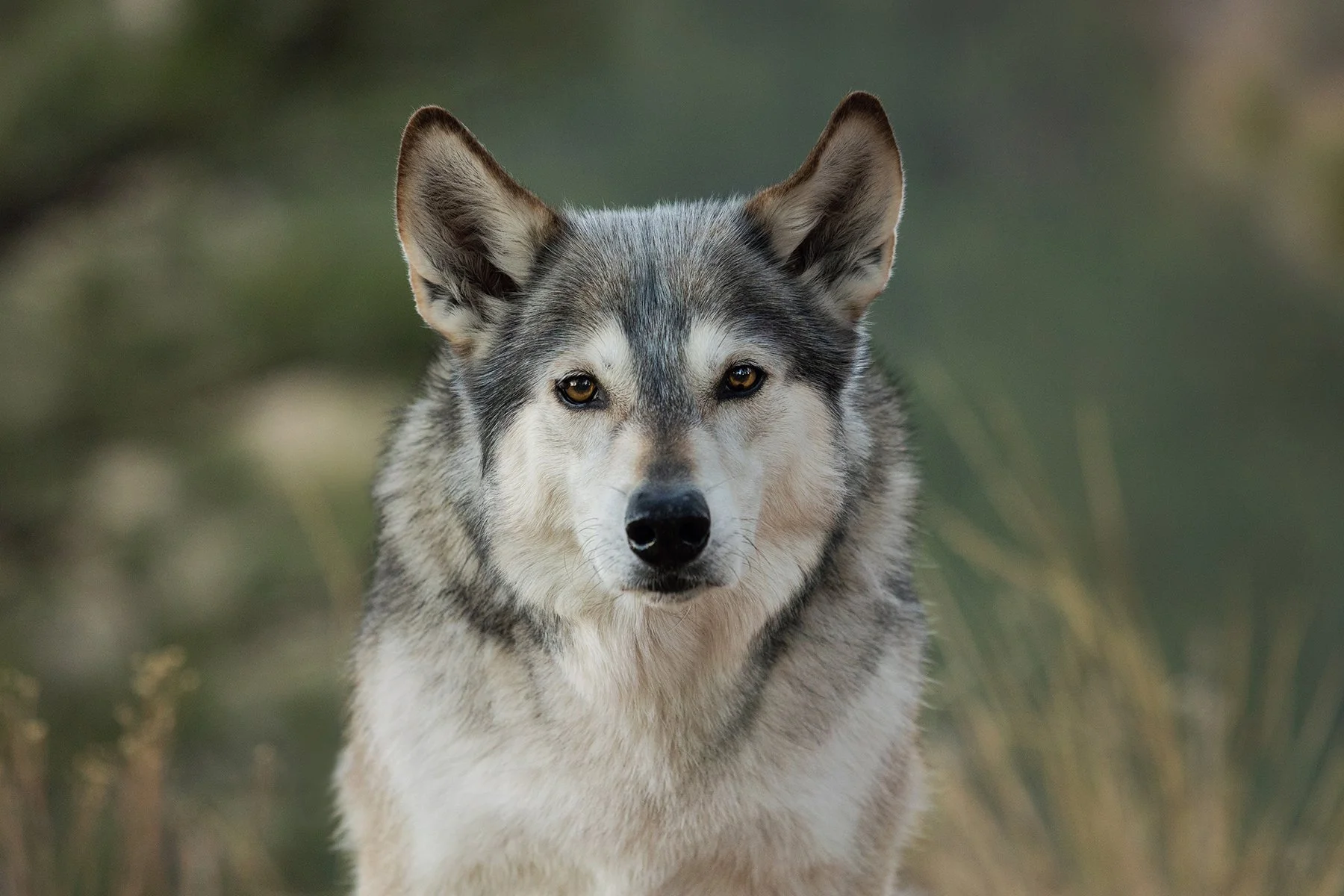 Dog of the Month - Ember